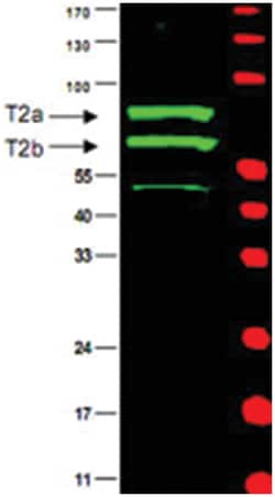 CCNT2, Rabbit, Polyclonal Antibody, Abnova 100&mu;L; Unlabeled:Antibodies,