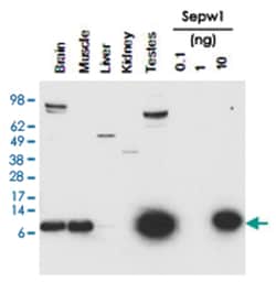 Sepw1, Rabbit, Polyclonal Antibody, Abnova 100&mu;g; Unlabeled:Antibodies,