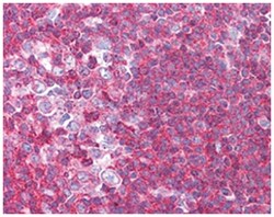 SIPA1 Rabbit anti-Human, Mouse, Rat, Polyclonal Antibody, Abnova 100&mu;g;