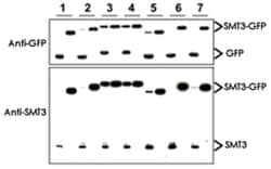 SMT3, Rabbit, Polyclonal Antibody, Abnova 500&mu;g; Unlabeled:Antibodies,