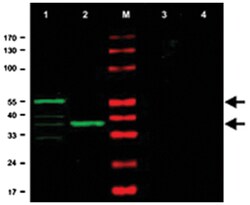 CHK1, Rabbit, Polyclonal Antibody, Abnova 100&mu;g; Unlabeled:Antibodies,