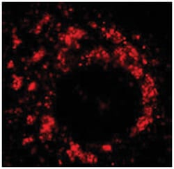 orf1ab (SARS orf1ab) Rabbit anti-Viruses, Polyclonal Antibody, Abnova 100μL;