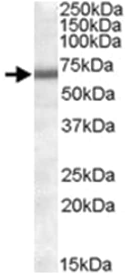 COL4A3BP Goat anti-Human, Polyclonal Antibody, Abnova 100&mu;g; Unlabeled:Antibodies,