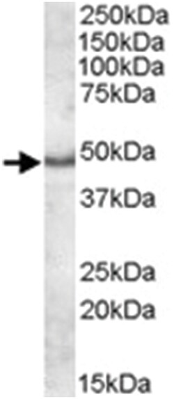 APOL5, Goat, Polyclonal Antibody, Abnova 100&mu;g; Unlabeled:Antibodies,