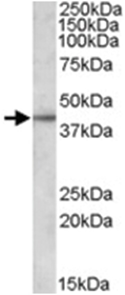 APOL3, Goat, Polyclonal Antibody, Abnova 100&mu;g; Unlabeled:Antibodies,