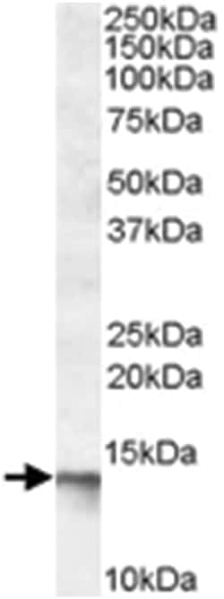 C1D, Goat, Polyclonal Antibody, Abnova 100&mu;g; Unlabeled:Antibodies,