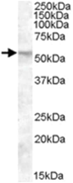 Abnova Corporation&nbsp;FKBP4, Goat, Polyclonal Antibody, Abnova&trade;