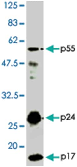 HIV-1 Gag p55 protein, Rabbit, Polyclonal Antibody, Abnova 50&mu;L; Unlabeled:Antibodies,