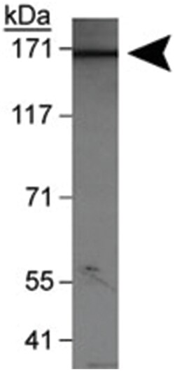 WHSC1L1 Rabbit anti-Bovine, Human, Mouse, Polyclonal Antibody, Abnova 100 &mu;L | Buy Online | Abnova | Fisher Scientific