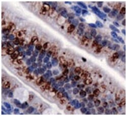 TRPA1 Rabbit anti-Human, Mouse, Polyclonal Antibody, Abnova 100&mu;L; Unlabeled:Antibodies,