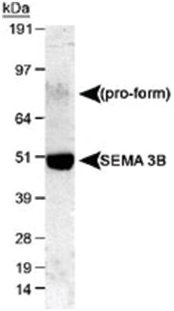 SEMA3B Rabbit anti-Bovine, Dog, Human, Mouse, Rat, Polyclonal Antibody,