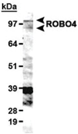 ROBO4 Rabbit anti-Human, Polyclonal Antibody, Abnova 100&mu;L; Unlabeled:Antibodies,