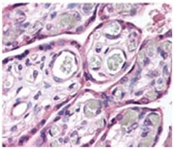 ROBO4 Rabbit anti-Human, Polyclonal Antibody, Abnova 100&mu;L; Unlabeled:Antibodies,