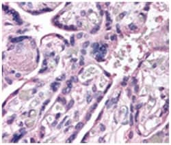 ROBO4 Rabbit anti-Human, Polyclonal Antibody, Abnova 100&mu;L; Unlabeled:Anticuerpos