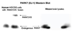 PARK7 Rabbit anti-Bovine, Chicken, Hamster, Human, Mouse, Rat, Zebra fish,