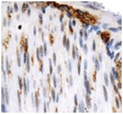 OS9, Rabbit, Polyclonal Antibody, Abnova 100&mu;L; Unlabeled:Antibodies,