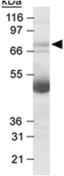 NOX4 Rabbit anti-Bovine, Human, Mouse, Primates, Rat, Sheep, Polyclonal Antibody, Abnova 100 &mu;L | Buy Online | Abnova Corporation | Fisher Scientific