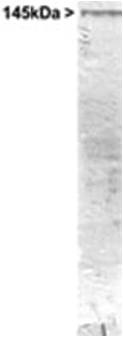 NEFM Rabbit anti-Birds, Bovine, Cat, Human, Mammals, Mouse, Pig, Rat, Polyclonal