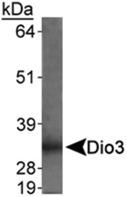 Dio3 Rabbit anti-Mouse, Rat, Polyclonal Antibody, Abnova 100 &mu;L | Buy Online | Abnova | Fisher Scientific