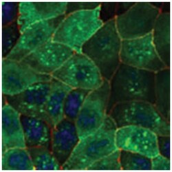 Aqp2 Rabbit anti-Bovine, Human, Mouse, Pig, Rat, Sheep, Polyclonal Antibody,