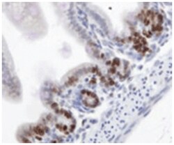 MKI67 Rabbit anti-Human, Mouse, Polyclonal Antibody, Abnova 100&mu;L; Unlabeled:Antibodies,