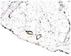 LYVE1 Rabbit anti-Human, Mouse, Polyclonal Antibody, Abnova 100&mu;L; Unlabeled:Antibodies,