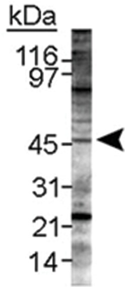 LYVE1 Rabbit anti-Human, Mouse, Polyclonal Antibody, Abnova 100&mu;L; Unlabeled:Antibodies,