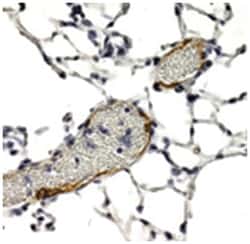 LYVE1 Rabbit anti-Human, Mouse, Polyclonal Antibody, Abnova 100&mu;L; Unlabeled:Antibodies,