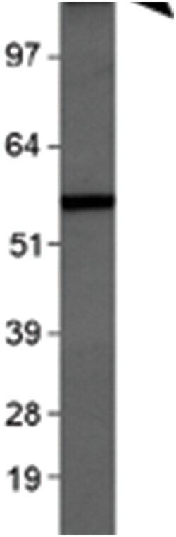 ITGAM Rabbit anti-Bovine, Human, Mouse, Rat, Polyclonal Antibody, Abnova