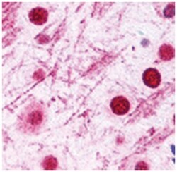 Disc1 Rabbit anti-Mouse, Rat, Polyclonal Antibody, Abnova 100&mu;L; Unlabeled:Antibodies,