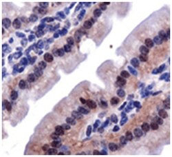 Lox Rabbit anti-Human, Mouse, Pig, Primates, Rat, Polyclonal Antibody,