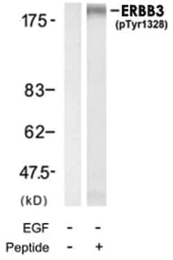 ERBB3 (phospho Y1328), Rabbit anti-Human, Mouse, Rat, Polyclonal Antibody,