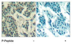 ERBB3 (phospho Y1328), Rabbit anti-Human, Mouse, Rat, Polyclonal Antibody,