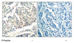 ABL1/ABL2 (phospho Y393/Y429), Rabbit anti-Human, Mouse, Polyclonal Antibody,