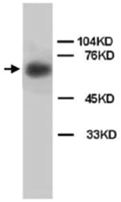 LMNB1 Rabbit anti-Human, Mouse, Rat, Polyclonal Antibody, Abnova 100&mu;g;