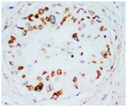 LMNB1 Rabbit anti-Human, Mouse, Rat, Polyclonal Antibody, Abnova 100&mu;g;