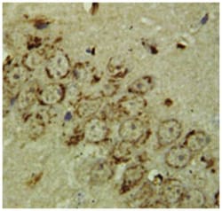 GRIN1 Rabbit anti-Human, Rat, Polyclonal Antibody, Abnova 100&mu;g; Unlabeled:Antibodies,