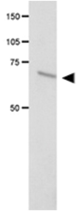 FANCC Rabbit anti-Human, Mouse, Rat, Polyclonal Antibody, Abnova 100 &mu;L | Buy Online | Abnova Corporation | Fisher Scientific