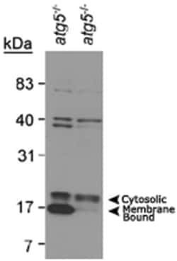 MAP1LC3A Rabbit anti-Human, Mouse, Rat, Polyclonal Antibody, Abnova 100&mu;L;