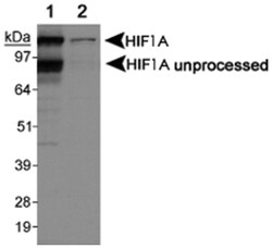 HIF1A Rabbit anti-Bovine, Chicken, Human, Mouse, Pig, Primates, Rat, Polyclonal Antibody, Abnova 100 &mu;L | Buy Online | Abnova Corporation | Fisher Scientific
