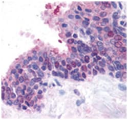 FANCD2 Rabbit anti-Human, Mouse, Polyclonal Antibody, Abnova 50&mu;L; Unlabeled:Antibodies,