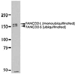 FANCD2 Rabbit anti-Human, Mouse, Polyclonal Antibody, Abnova 50&mu;L; Unlabeled:Antibodies,