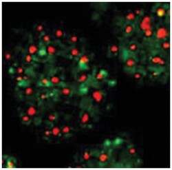 FANCD2 Rabbit anti-Human, Mouse, Polyclonal Antibody, Abnova 50&mu;L; Unlabeled:Antibodies,
