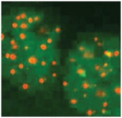 FANCD2 Rabbit anti-Human, Mouse, Polyclonal Antibody, Abnova 50&mu;L; Unlabeled:Antibodies,