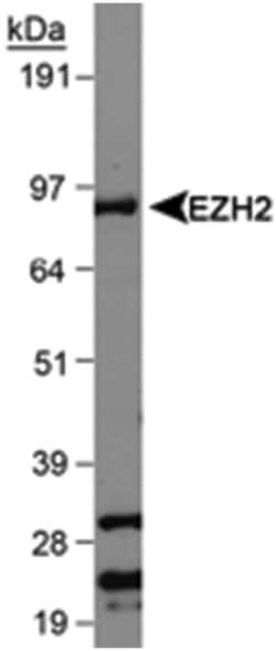 EZH2 Rabbit anti-Human, Mouse, Primates, Polyclonal Antibody, Abnova 100&mu;L;