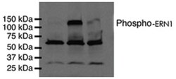 ERN1 (phospho S724), Rabbit anti-Human, Mouse, Rat, Polyclonal Antibody,