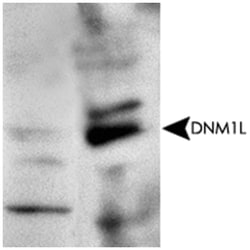 DNM1L Rabbit anti-Bovine, Human, Mouse, Primates, Rat, Polyclonal Antibody,