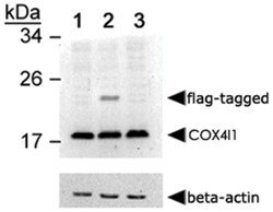 COX4I1 Rabbit anti-Bovine, Human, Mouse, Primates, Rat, Polyclonal Antibody, Abnova 100 &mu;L | Buy Online | Abnova | Fisher Scientific