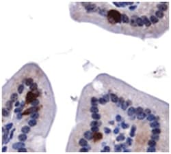 ATG9A Rabbit anti-Human, Mouse, Polyclonal Antibody, Abnova 100&mu;L; Unlabeled:Antibodies,