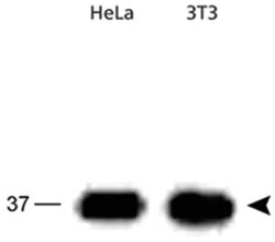 APEX1 Rabbit anti-Human, Mouse, Rat, Polyclonal Antibody, Abnova 100&mu;L;